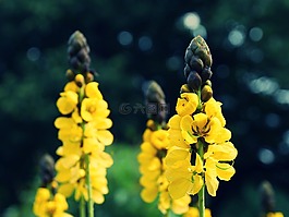 鮮花,黃色,性質(zhì)