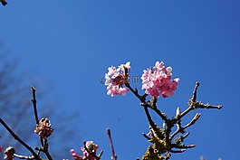 蓬勃发展,春天,树