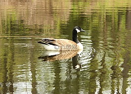 池,鵝,鳥(niǎo)