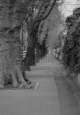 街头,树,孤独