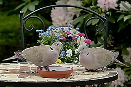 鴿子,捉住了,斑鳩decaocto