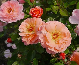 verny 公園,玫瑰,橙色