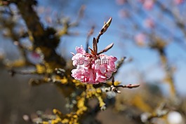 蓬勃发展,春天,树