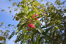 性质,花园,秋季