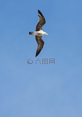 海鷗,天空,鳥(niǎo)