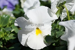 花,蓬勃發(fā)展,春天