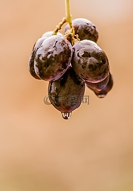 葡萄,黑,食品