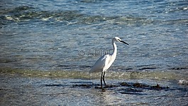 鷺,海鳥,鳥