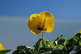 花,蓬勃發(fā)展,春天