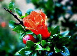 花,芽,橙色