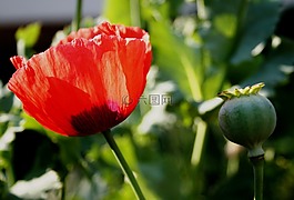 罌粟,花,開放