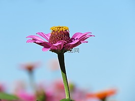 花,粉紅色,黃色
