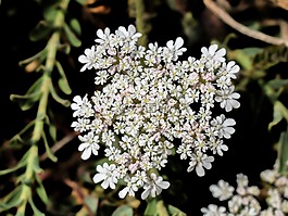 花序,野花,春