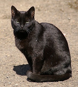 貓,黑貓,動物