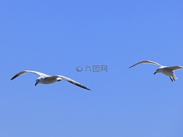 海鷗,奧杜安的海鷗,加文納科薩