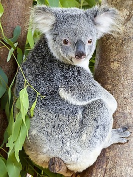 考拉熊,動物,哺乳動物