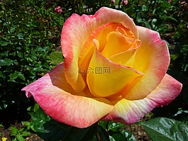 玫瑰,植物區(qū)系,花