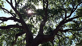 樹,分支機(jī)構(gòu),葉子