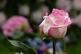 花,玫瑰,粉紅色
