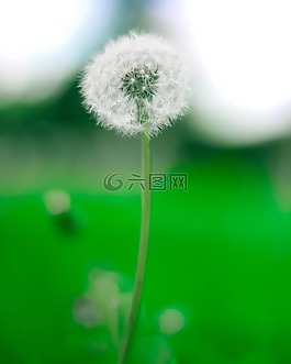 模糊,散景,光明