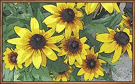 畫,藝術,陽光鮮花