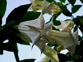 lilys,白,tubulur