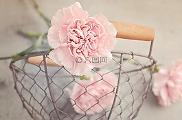 丁香,鮮花,粉紅色