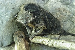熊貍,哺乳動物,野生動物