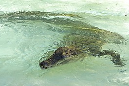 咸水,鱷魚,爬行動物