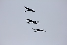 動物,鳥,起重機