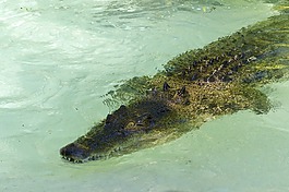 咸水,鱷魚,爬行動物