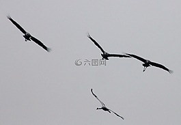 起重機,動物,鳥