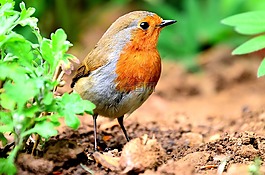 野生動物,鳥,自然