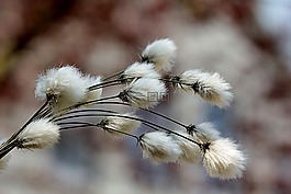 草,cottongrass,棉花花