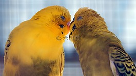 鳥,動物,自然