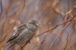 鳥,枝杈,棕色