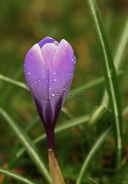 藏紅花,開花,花