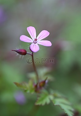 storchschnabel,开花,花