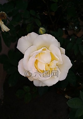 黃玫瑰,玫瑰,自然