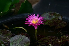 蓮花,鮮花,池塘花