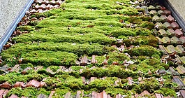 屋頂,磚,苔