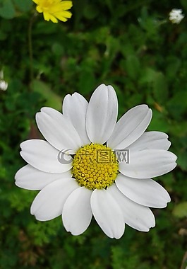 性質(zhì),植物,花卉