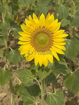 向日葵,花,管道