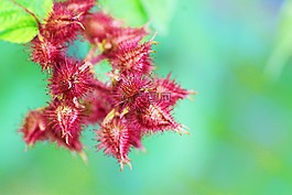 黑莓,芽,粉紅色
