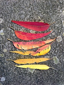 口香糖的叶子,叶子,叶