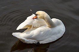 天鵝,水禽,鳥(niǎo)