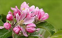 開花,粉紅色,蘋果花