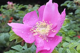 開花,野生玫瑰,廠