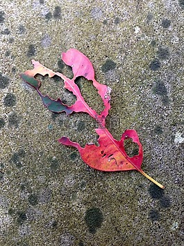 葉,秋,葉子