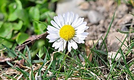 雛菊,鵝花,花